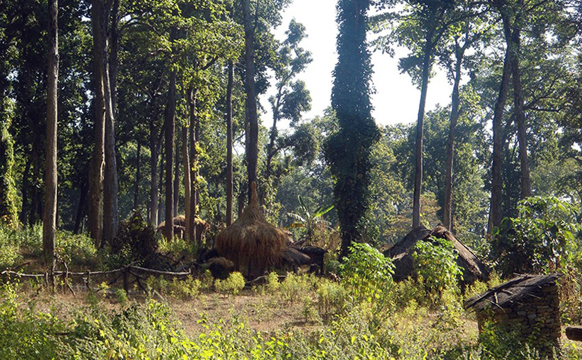 दुई महिनादेखि वनको झोपडीमा चौधरी